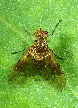Chrysopilus quadratus  SNIPE FLY 5008771z