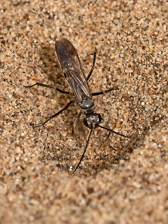 Episyron quinquenotatus  POMPILINI SPIDER WASP 9047548z