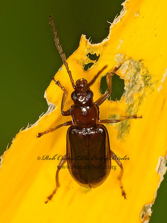 Diabrotica cristata  LEAF BEETLE 1303881z