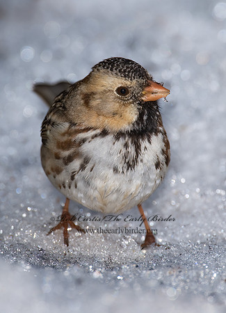 Zonotrichia querula  HARRIS'S SPARROW 8001239z