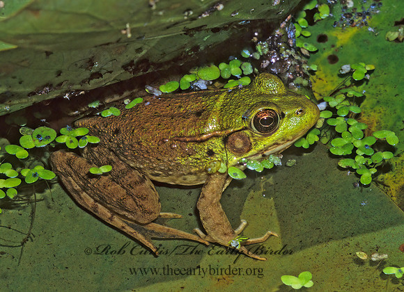 Lithobates clamitans melanota  NORTHERN GREEN FROG 1285407 z