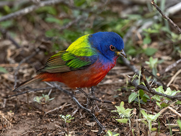 Passerina ciris  PAINTED BUNTING 3030146z