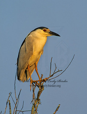 Nycticorax nycticorax  BLACK-CROWNED NIGHT HERON 252715z