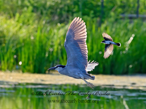 Nycticorax nycticorax  BLACK-CROWNED NIGHT HERON 1303760z