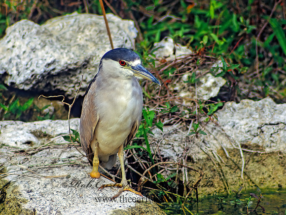 Nycticorax nycticorax  BLACK-CROWNED NIGHT HERON 9028z