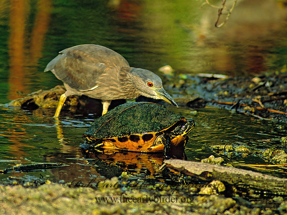 Nycticorax nycticorax  BLACK-CROWNED NIGHT HERON 260118z