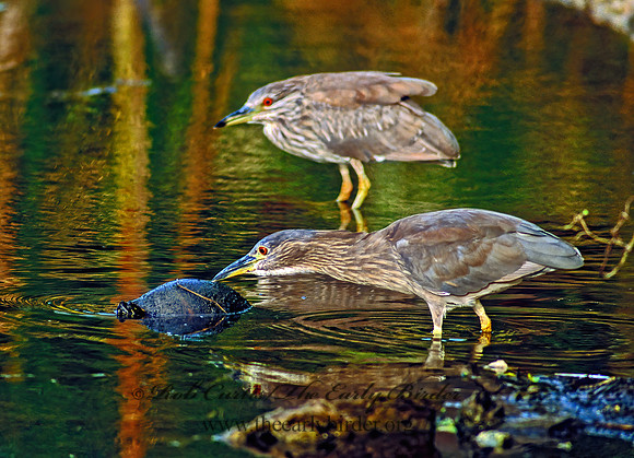 Nycticorax nycticorax  BLACK-CROWNED NIGHT HERON 260116z