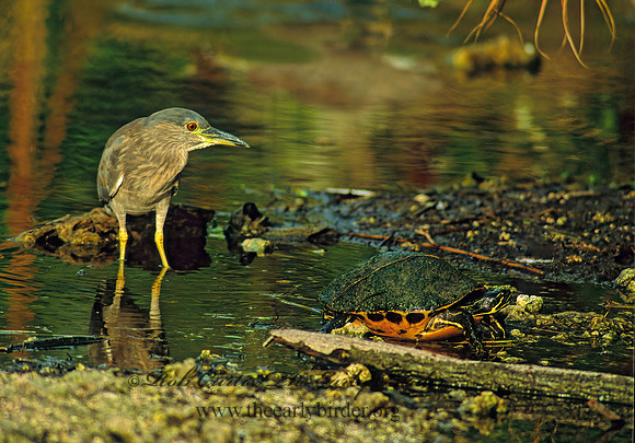 Nycticorax nycticorax  BLACK-CROWNED NIGHT HERON 260119z