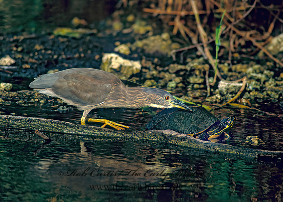 Nycticorax nycticorax  BLACK-CROWNED NIGHT HERON 260121z
