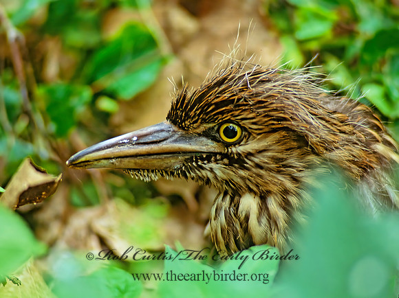 Nycticorax nycticorax  BLACK-CROWNED NIGHT HERON 77133z