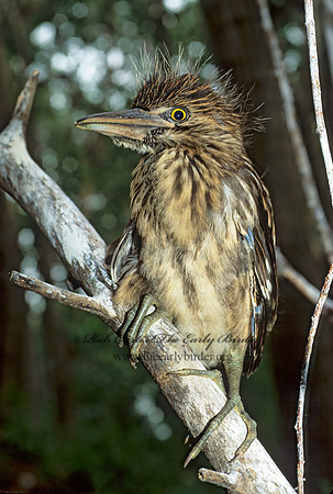Nycticorax nycticorax  BLACK-CROWNED NIGHT HERON 77214z