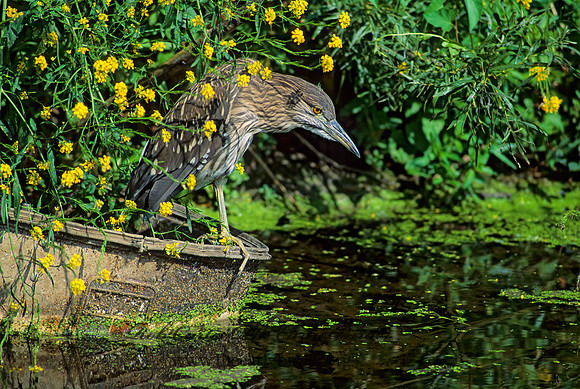Nycticorax nycticorax  BLACK-CROWNED NIGHT HERON 77315z