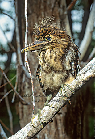Nycticorax nycticorax  BLACK-CROWNED NIGHT HERON 77226z