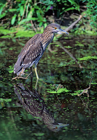 Nycticorax nycticorax  BLACK-CROWNED NIGHT HERON 77329z