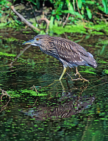 Nycticorax nycticorax  BLACK-CROWNED NIGHT HERON 77337z