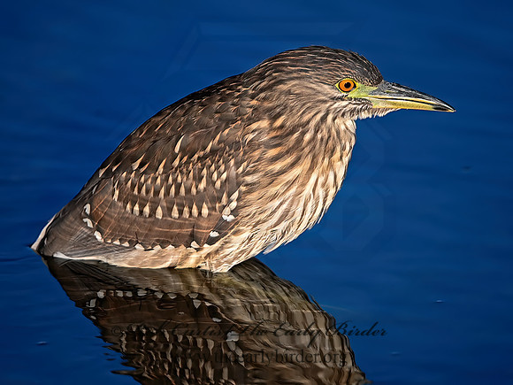 Nycticorax nycticorax  BLACK-CROWNED NIGHT HERON 1300032z