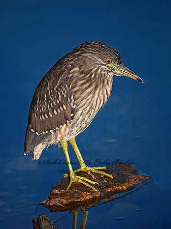 Nycticorax nycticorax  BLACK-CROWNED NIGHT HERON 1300037z