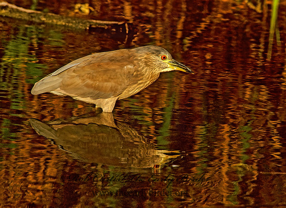 Nycticorax nycticorax  BLACK-CROWNED NIGHT HERON 260126z