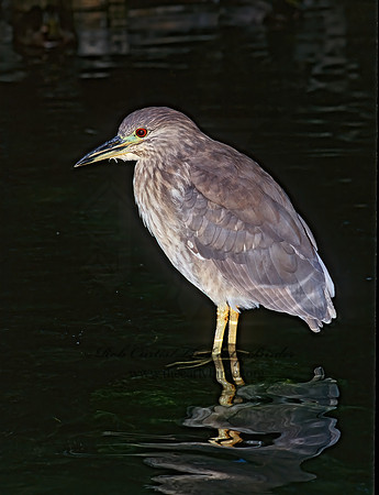 Nycticorax nycticorax  BLACK-CROWNED NIGHT HERON 125909z