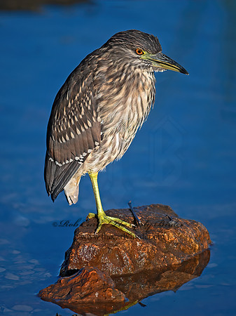 Nycticorax nycticorax  BLACK-CROWNED NIGHT HERON 1300047z