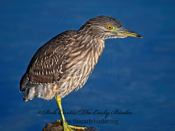 Nycticorax nycticorax  BLACK-CROWNED NIGHT HERON 1300049z