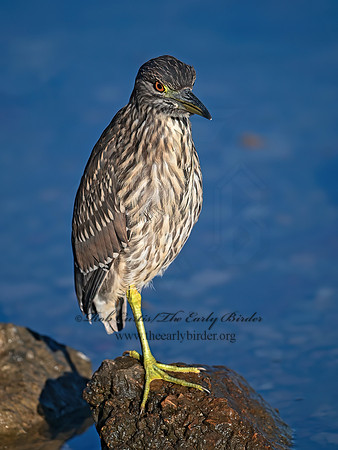 Nycticorax nycticorax  BLACK-CROWNED NIGHT HERON 1300052z