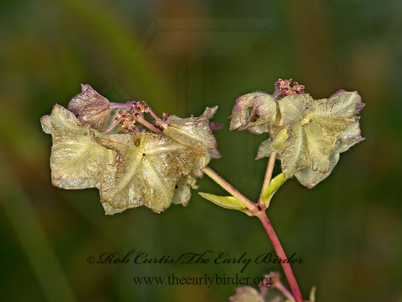 Mirabilis nyctaginea  WILD FOUR O'CLOCK 9053527z