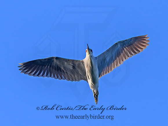 Nycticorax nycticorax  BLACK-CROWNED NIGHT HERON 1303689z
