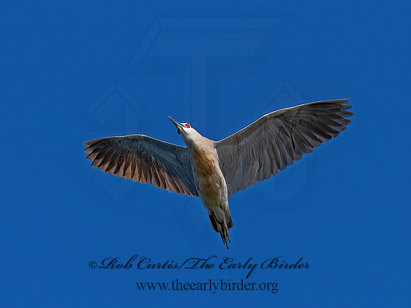 Nycticorax nycticorax  BLACK-CROWNED NIGHT HERON 1303775z