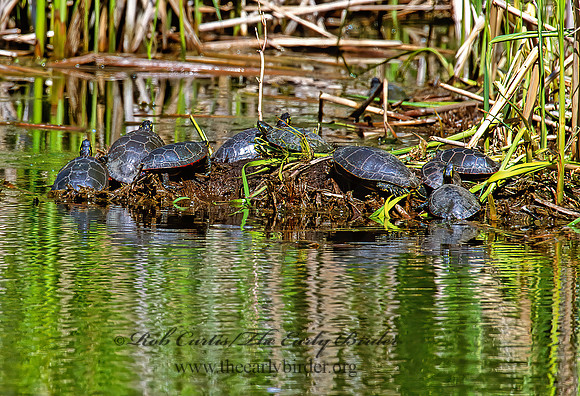 Chrysemys picta marginata  MIDLAND PAINTED TURTLE 1270810z