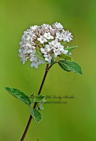 Viburnum juddii  JUDD VIBURNUM  280324z