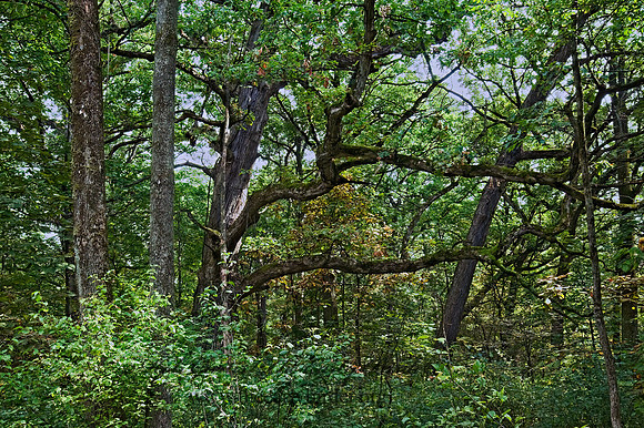 FOREST VIEW 8018361z