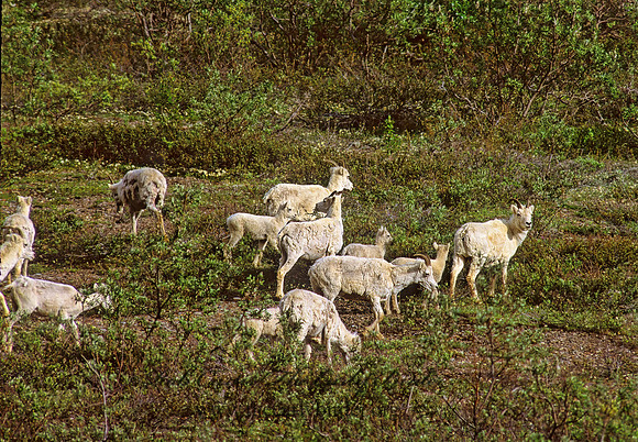 Ovis dalli  DALL SHEEP 235712z