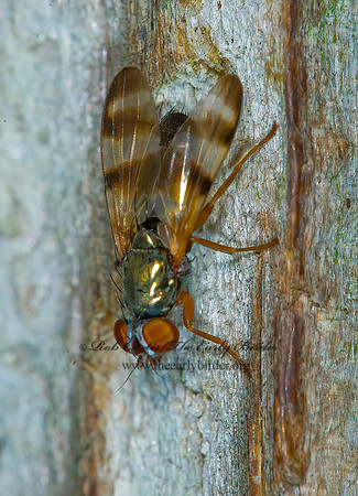 Chaetopsis masyla  PICTURE-WINGED FLY 6015472z