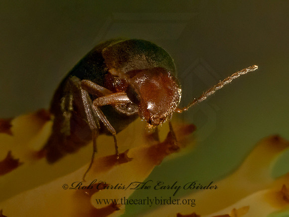 Glipostenoda ambusta  TUMBLING FLOWER BEETLE 9080280z