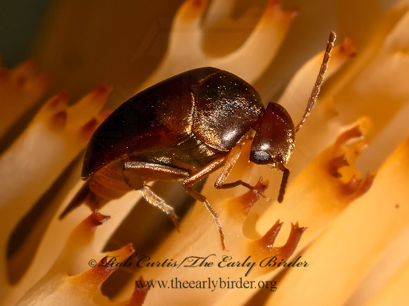 Glipostenoda ambusta  TUMBLING FLOWER BEETLE 9080276z