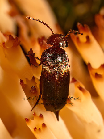 Glipostenoda ambusta  TUMBLING FLOWER BEETLE 9080273z