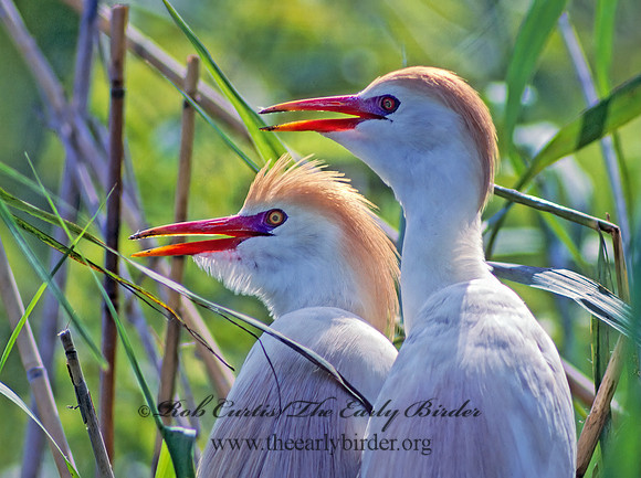 Bubulcus ibis  CATTLE EGRET 20920-1z