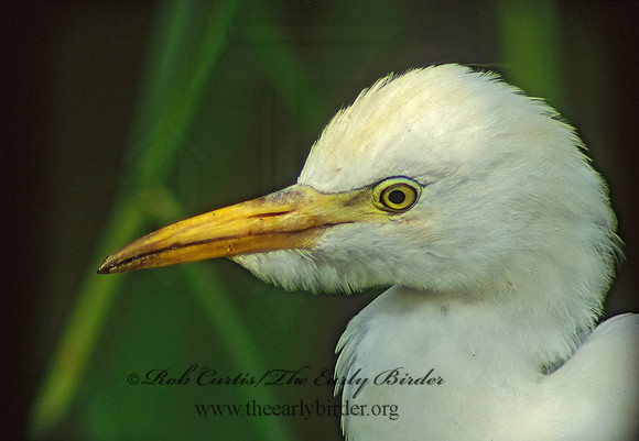 Bubulcus ibis  CATTLE EGRET 12126z