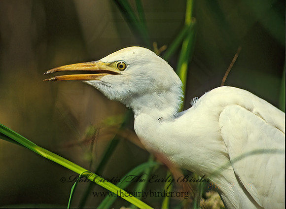 Bubulcus ibis  CATTLE EGRET 12232z
