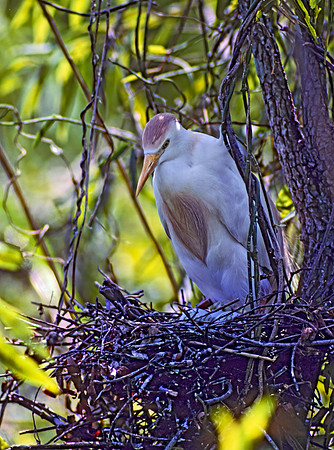 Bubulcus ibis  CATTLE EGRET 20502z