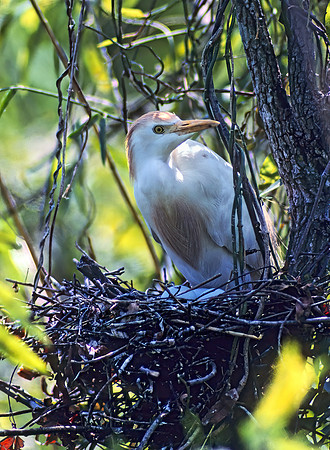 Bubulcus ibis  CATTLE EGRET 20503z