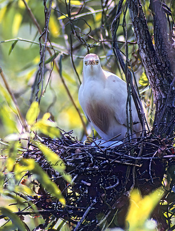 Bubulcus ibis  CATTLE EGRET 20504z