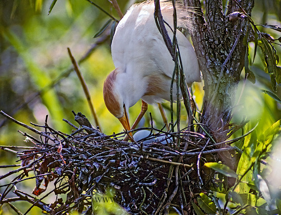Bubulcus ibis  CATTLE EGRET 20915z