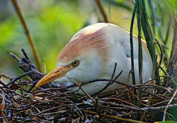 Bubulcus ibis  CATTLE EGRET 20829z