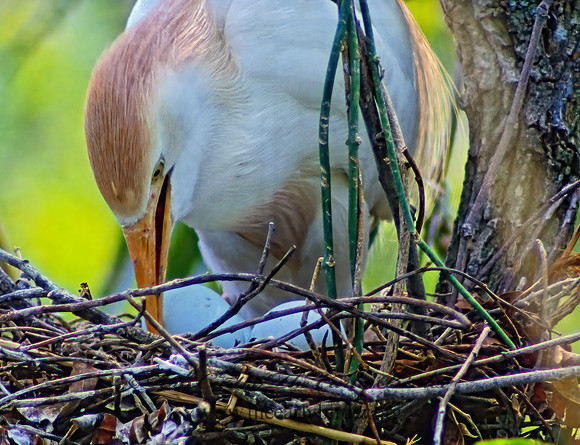 Bubulcus ibis  CATTLE EGRET 20831z
