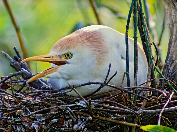Bubulcus ibis  CATTLE EGRET 20834z