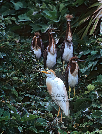 Bubulcus ibis  CATTLE EGRET 275121z