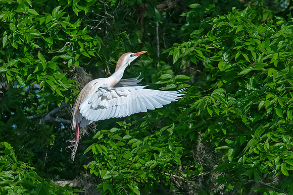 Bubulcus ibis  CATTLE EGRET 6038246z