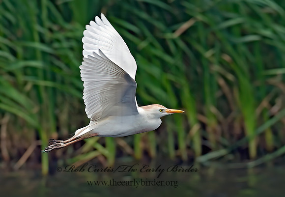 Bubulcus ibis  CATTLE EGRET 6023364z